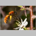 Andrena fulva - Rotpelzige Sandbiene w07.jpg